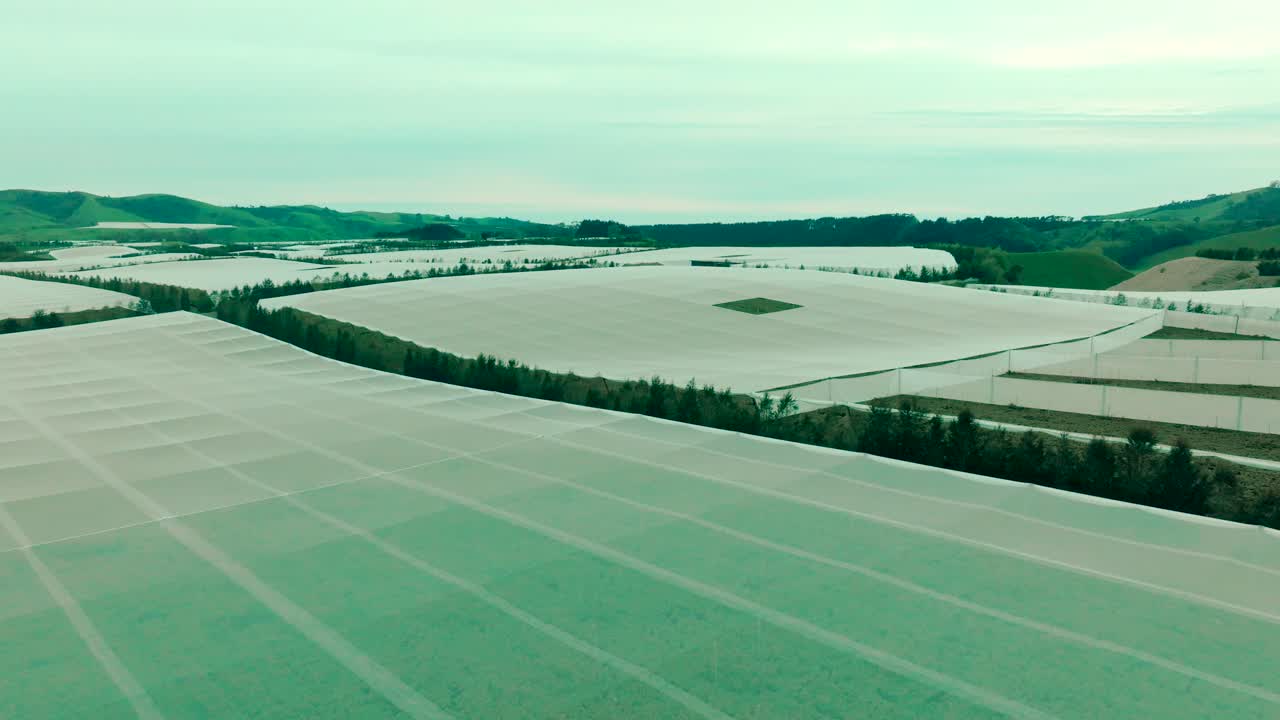 Drone over en frugtplantage dækket af frost i New Zealand. Kiwier og vinranker. Industri og arbejdere har travlt mellem frugterne