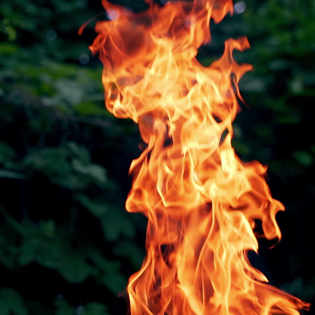 Close-up view of large red and yellow fire flame outdoors. Natural texture of bright fire on green leaves background in the evening.