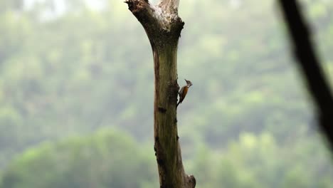 a female woodpecker is monitoring the nest hole in a tree branch