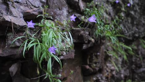 beautiful purple flowers growing out of rock face