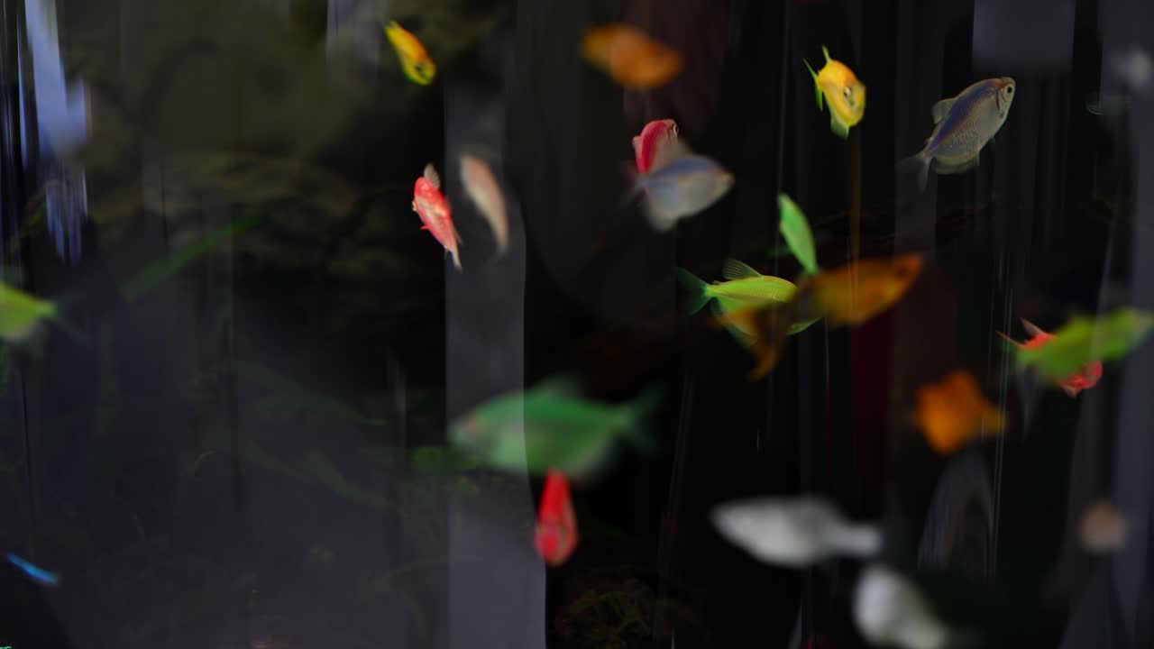 Colorful fish swimming peacefully inside the tank