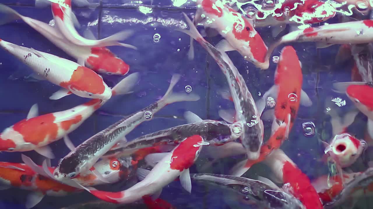 toma en ángulo superior de una tina azul llena de peces koi juveniles sanos nadando para reproducirse