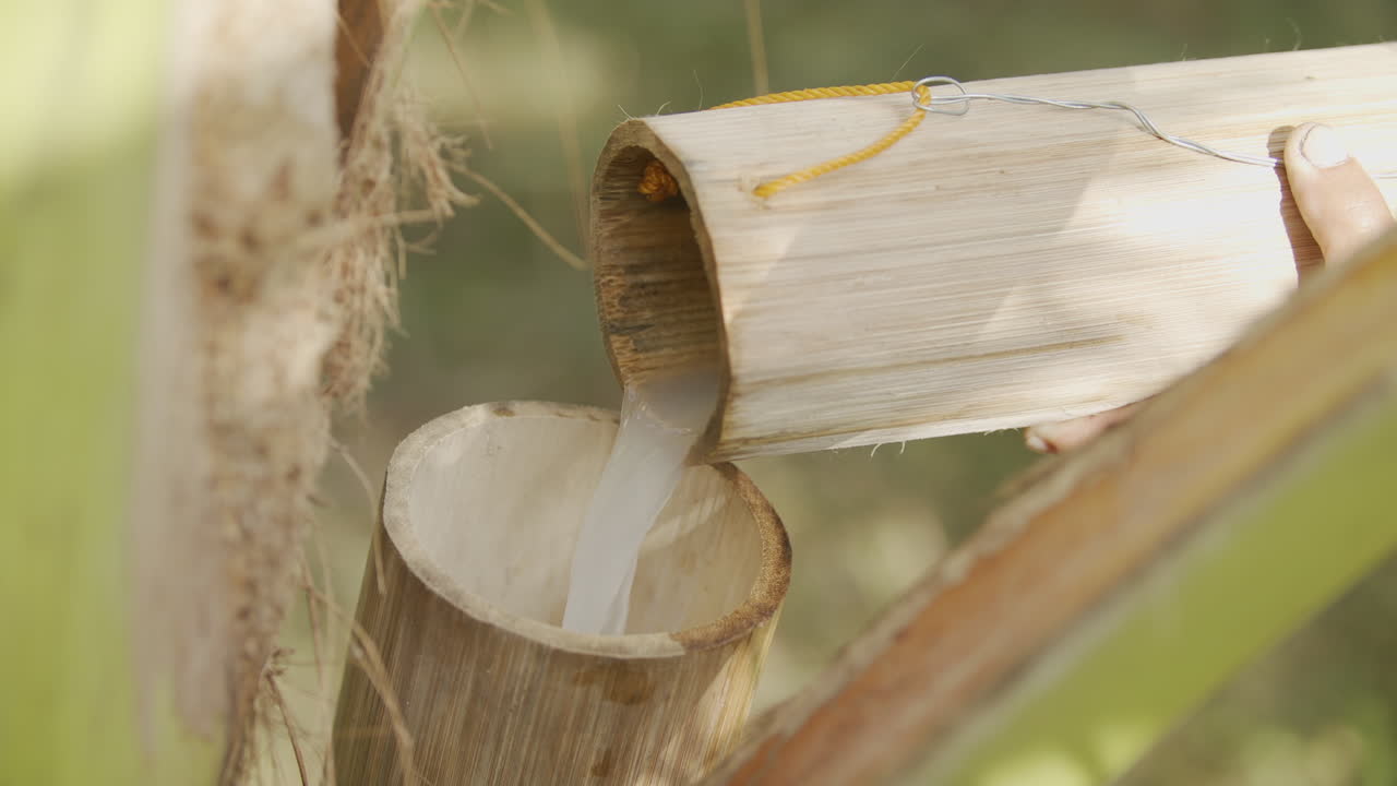 갓 수확한 원시 코코넛 과즙주를 대나무 용기에 붓는다