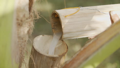 verter licor de néctar de coco crudo recién cosechado en un recipiente de bambú