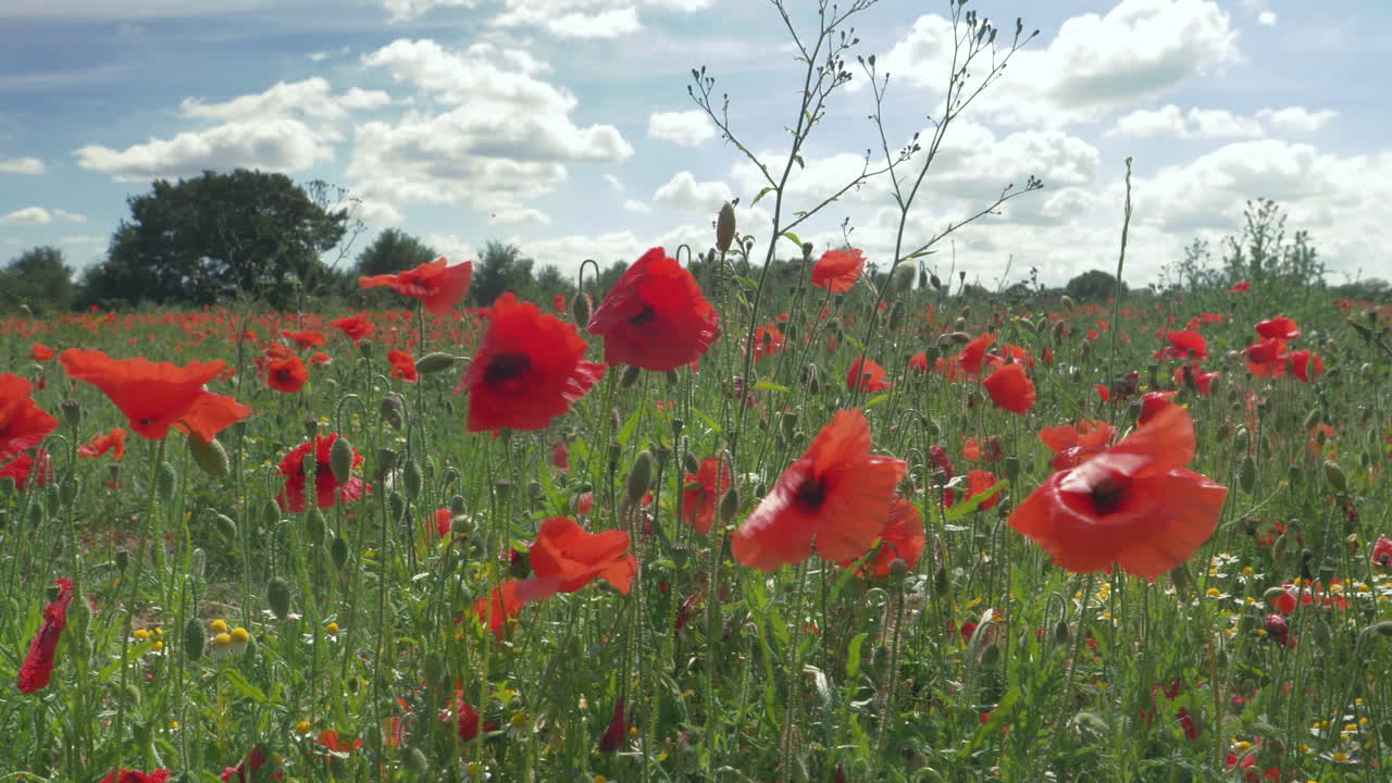 Field of Poppies in England on a breezy summer day, closeup handheld Slow Motion
