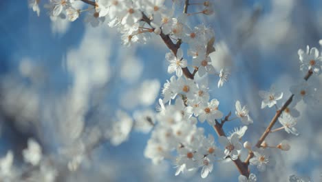 white blossoms blooming on a branch in spring