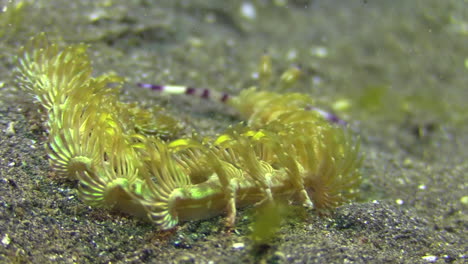 versión amarilla de nudibranquio pteraeolidia ianthina girando sobre fondo arenoso, poniendo racimos de cetera