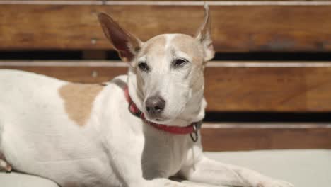 senior jack russell terrier relaxing outdoors