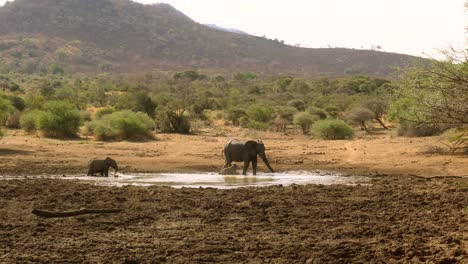 madre elefante africana y crías enfriándose en un charco de barro