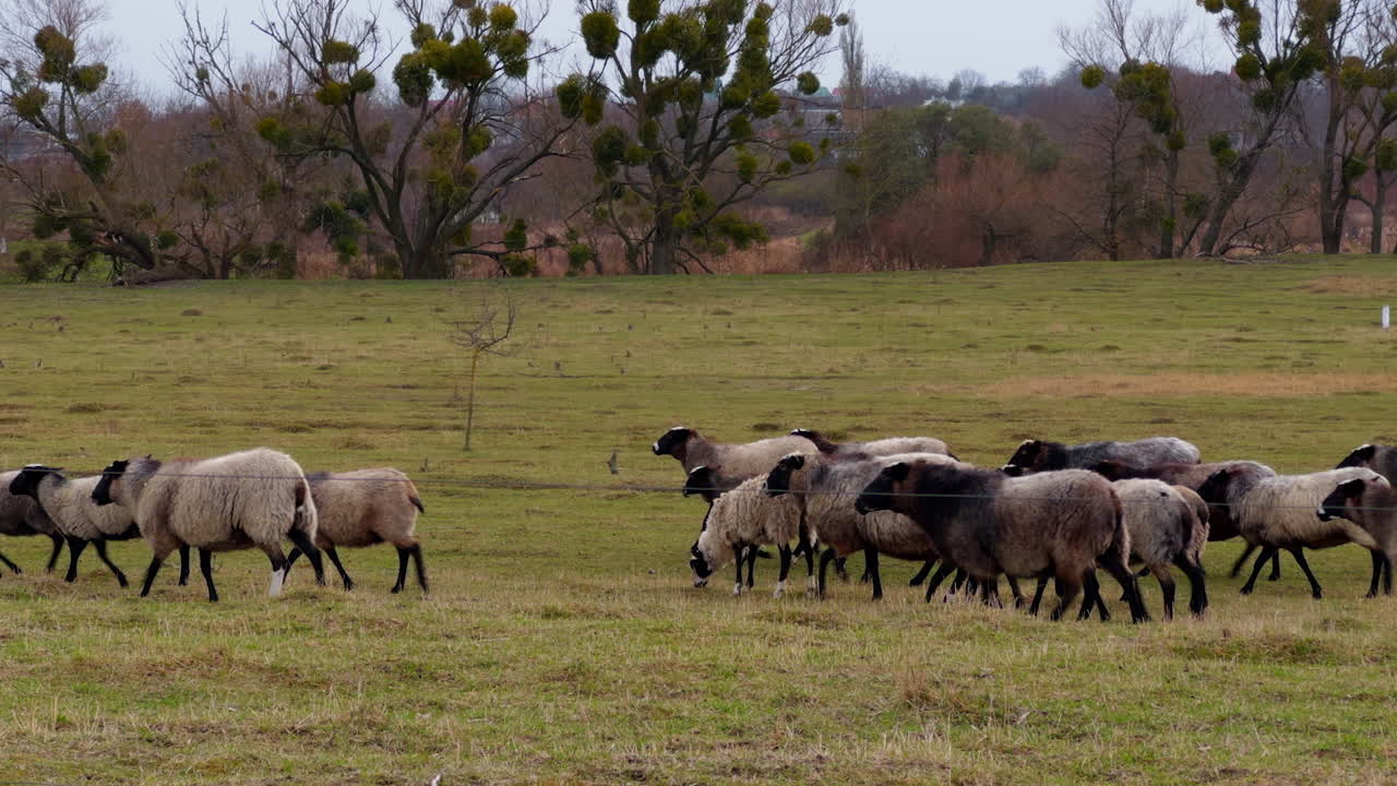 Lovely fatty fluffy sheep walking by the dried meadow in autumn. Countryside houses at backdrop.