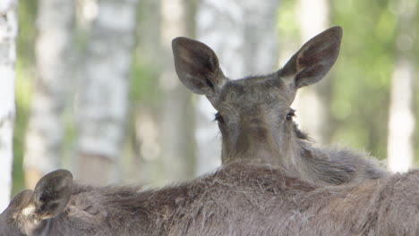 Cow-female-European-Elk-with-big-ears-looks-over-anothers-back-toward-camera