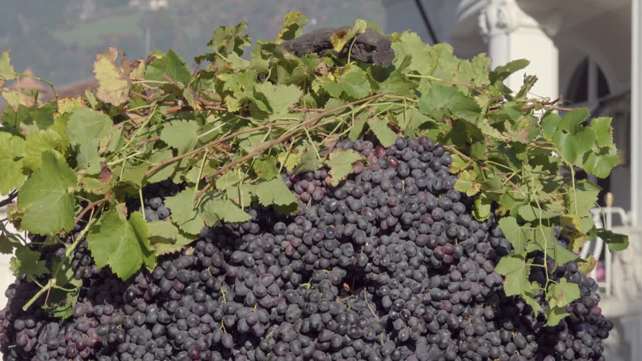 Close-up of a grape sculpture made from ripe grapes during harvest time