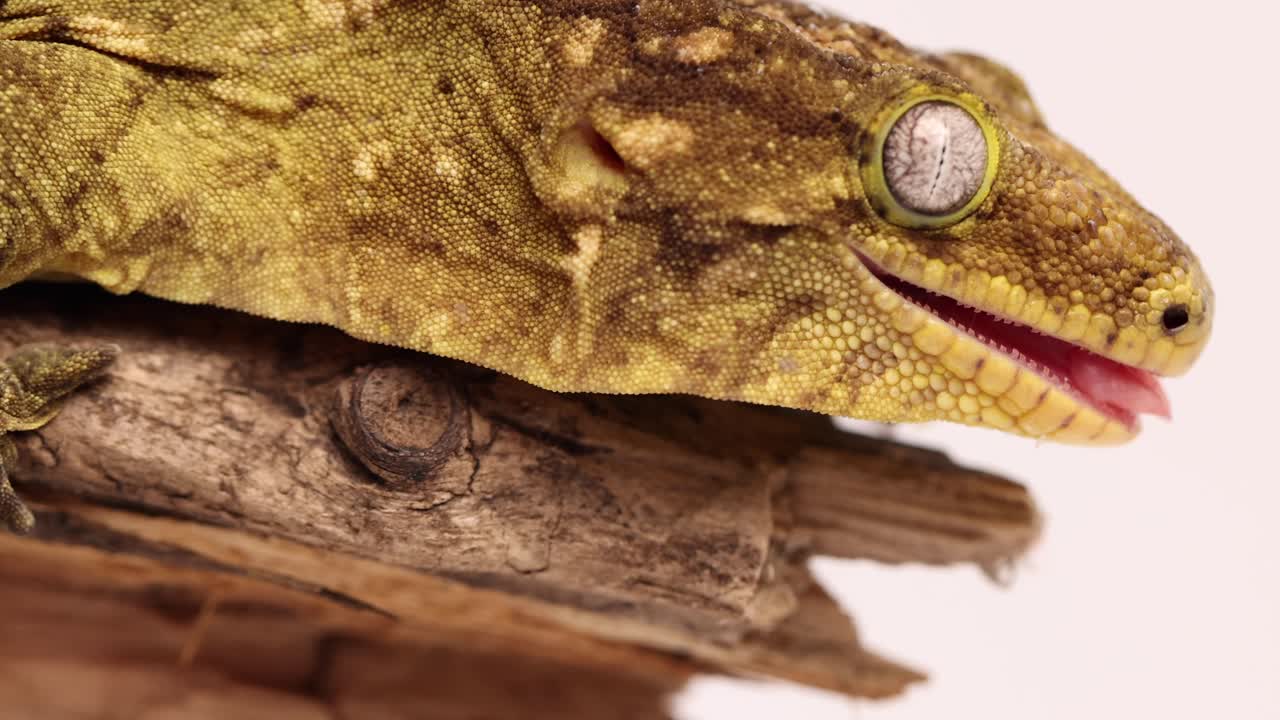 tokay gecko macro tongue licking 120fps super slomo close up