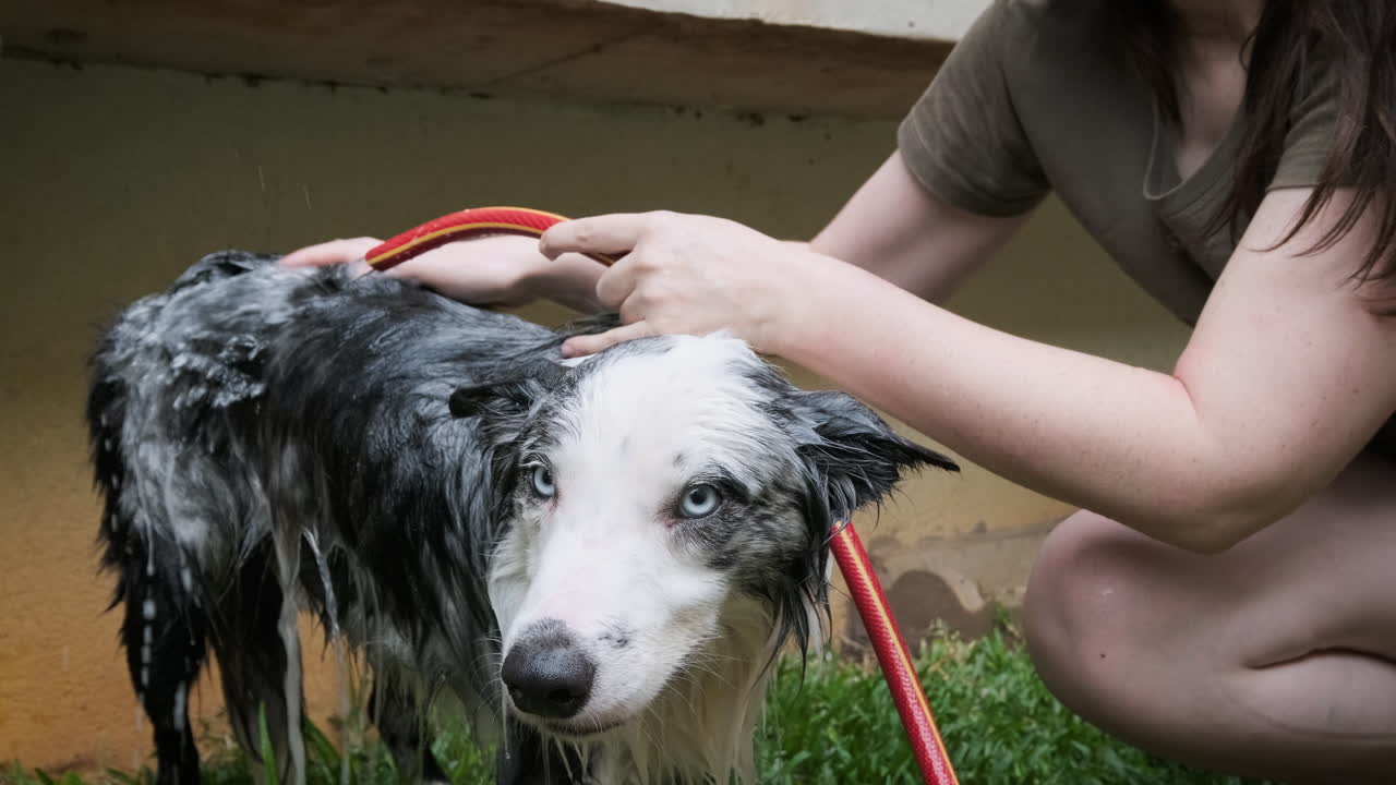 mujer con gafas bañando a su perro pastor australiano, usando una manguera para enjuagarlo con agua