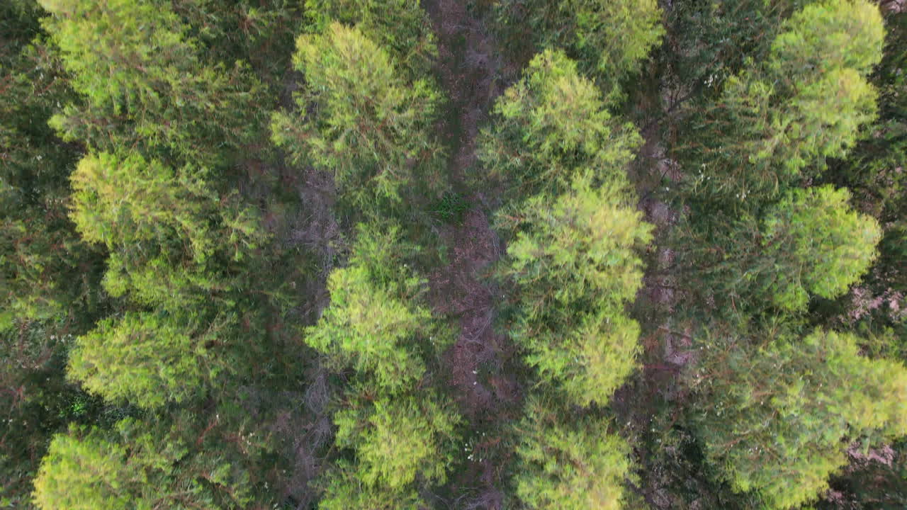 Aerial view of a dense eucalyptus plantation in Argentina’s Paraná Delta, highlighting rows of trees.