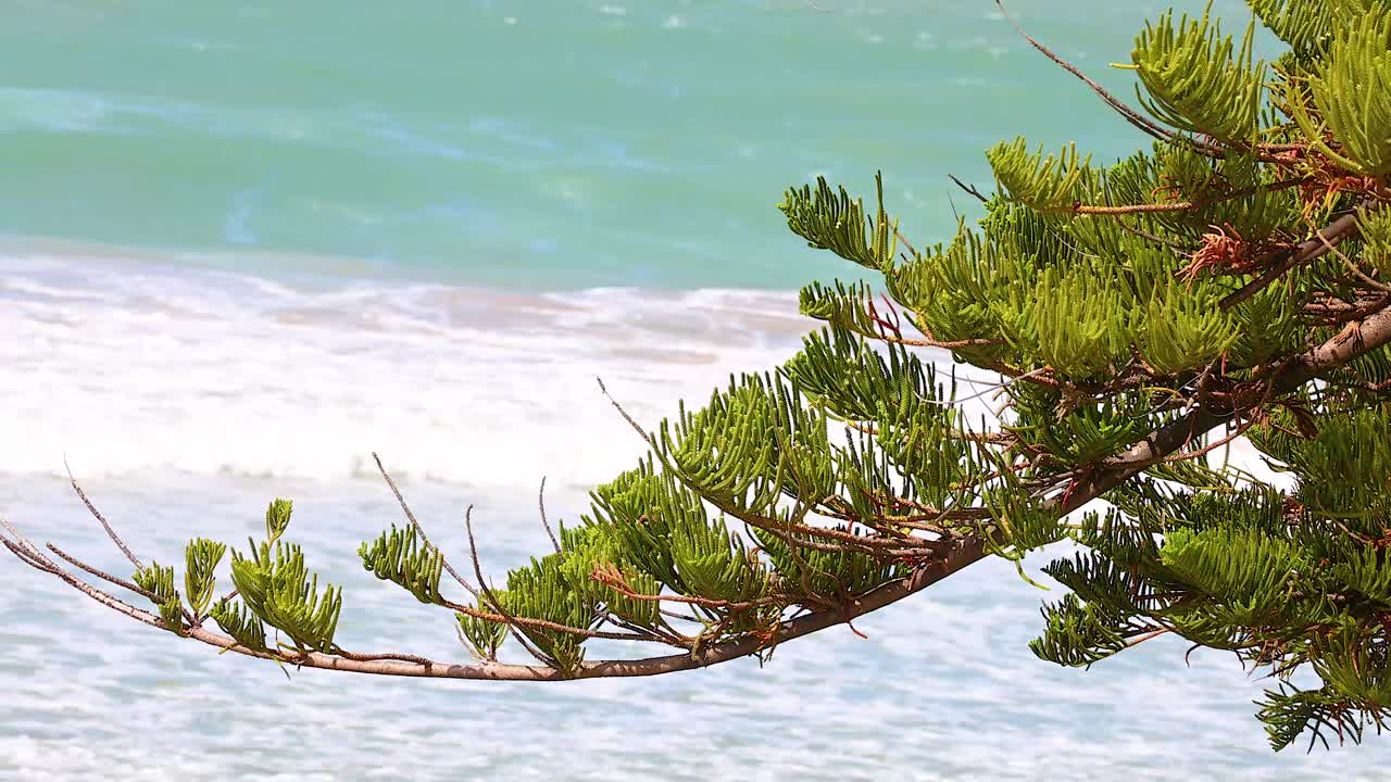 A tranquil scene of a tree branch against the backdrop of ocean waves along the Great Ocean Road in Australia