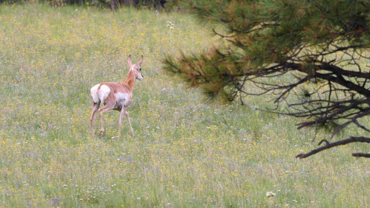 un berrendo bebé corre entre flores silvestres y detrás de agujas de pino