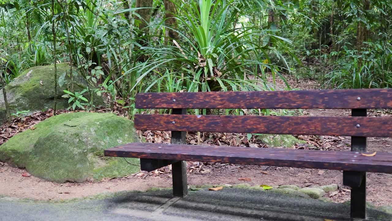 A serene wooden bench in a vibrant, green forest setting in Port Douglas, captured with natural lighting and static framing