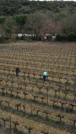 people working in a vineyard