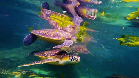 sea turtle underwater in its natural environment in zanzibar