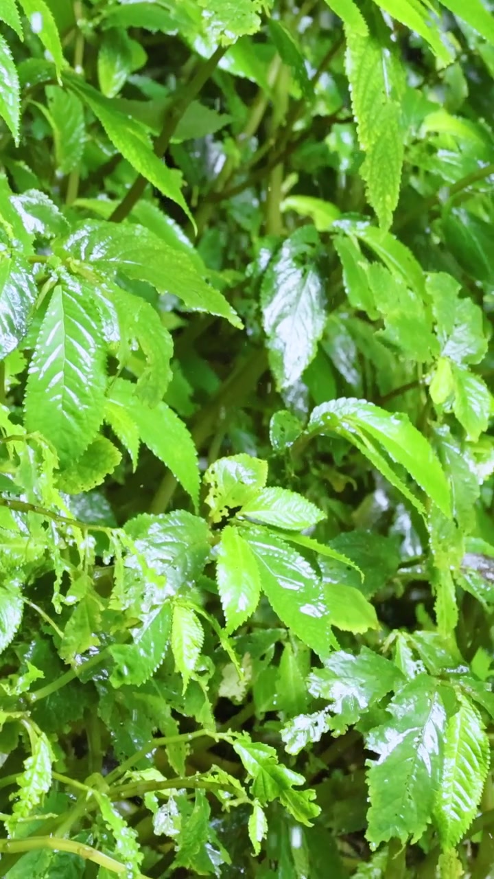 Gocce di pioggia brillano su foglie verdi vibranti in un ambiente sereno di foresta pluviale, catturando l'essenza della tranquillità della natura.