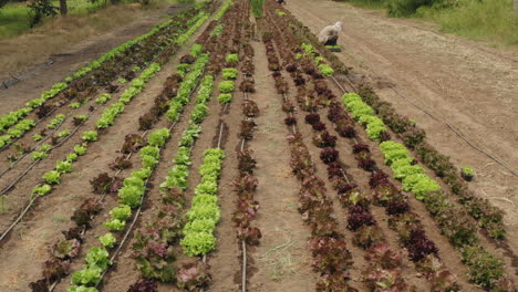 sobrevuelo aéreo de una granja de lechuga orgánica con trabajadores locales en un suelo de tierra