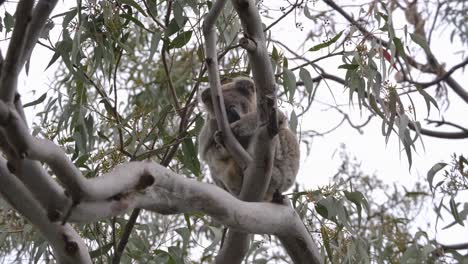 a small koala tucked into the fork of a australian native eucalyptus tree