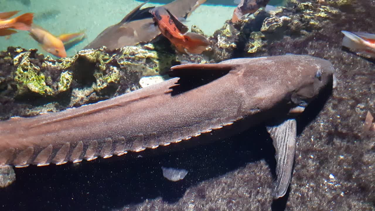 Ripsaw catfish close up shoot, swimming next to camera