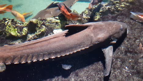 ripsaw catfish close up shoot, swimming next to camera