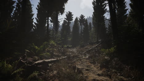 spruce-forest-at-summer-day