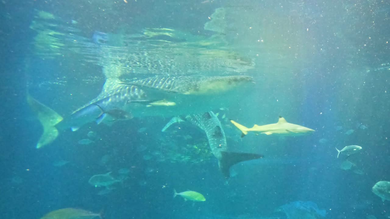 고래 상어 들 이 수족관 에서 여러 가지 물고기 들 과 함께 수영 하고 있다
