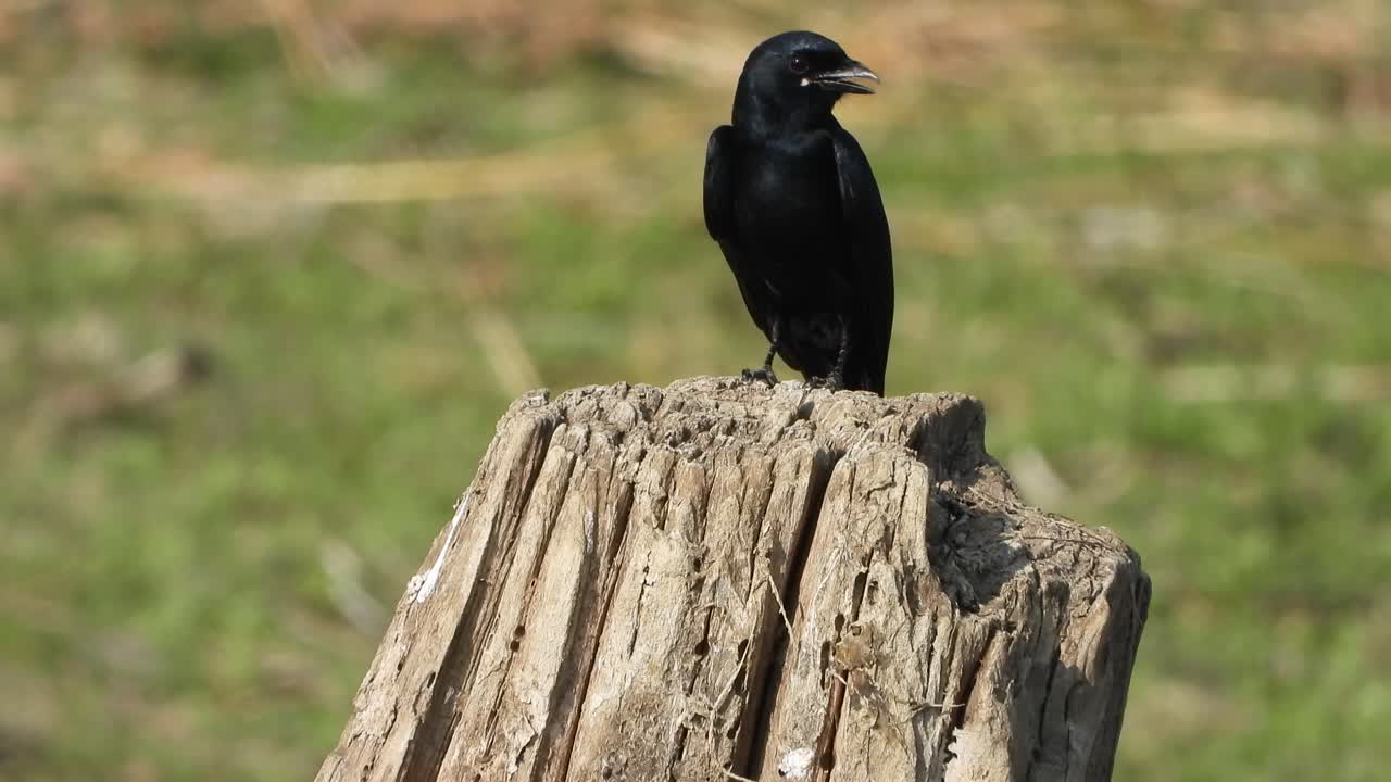 drongos - 나무에서 캐기를 기다리고 있습니다.