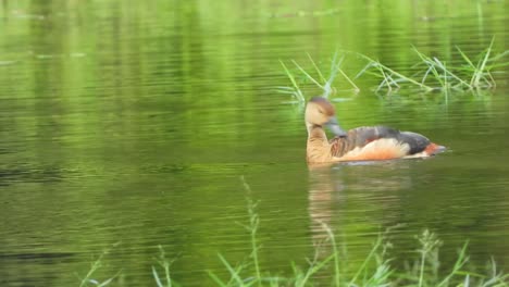 whistling ducks swiming uhd mp4 4k