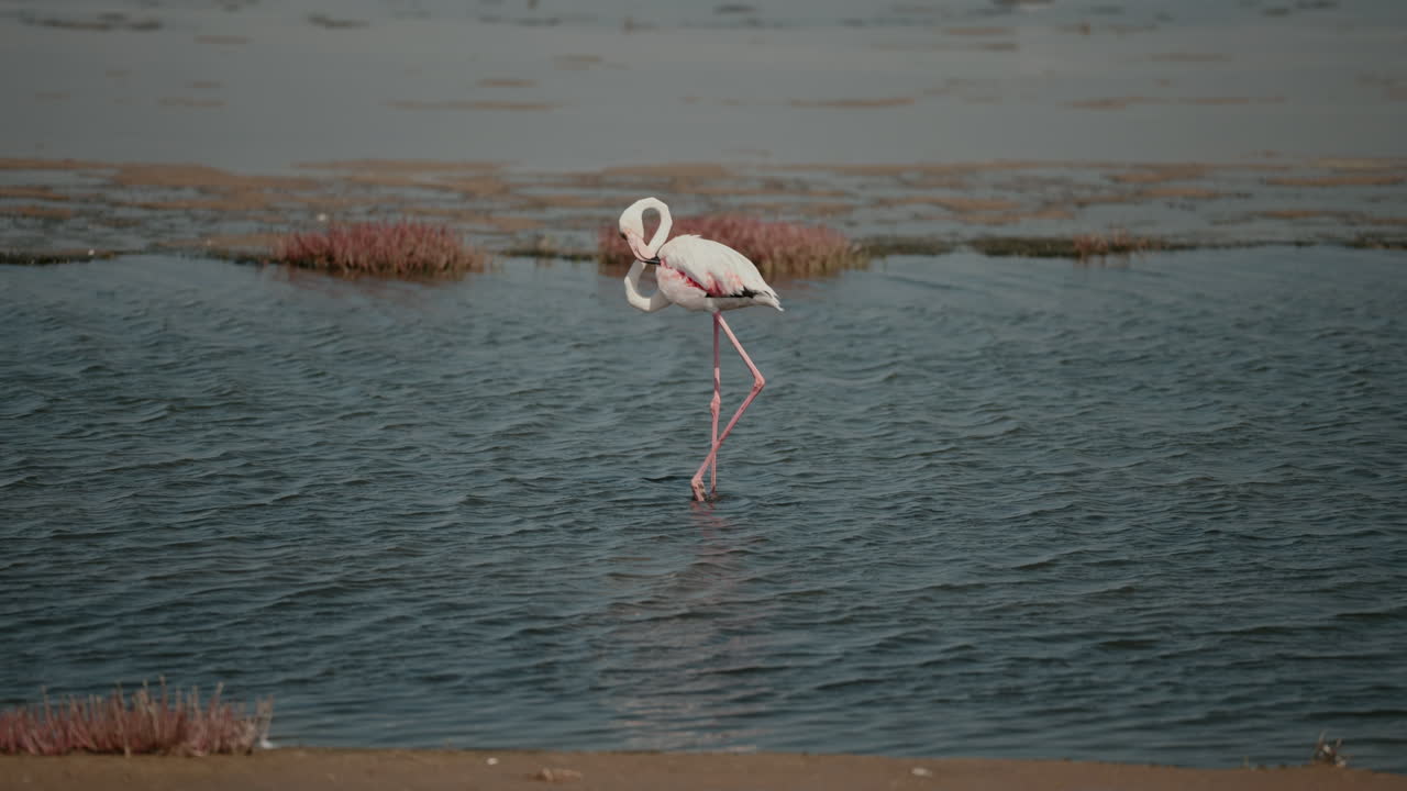 Pink Flamingo in a Wetland