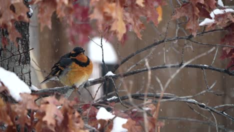 varied thrush in a tree during a snow storm