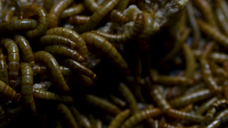 the mealworm is a species of darkling beetle used to feed pets like fish, snakes, birds, and frogs