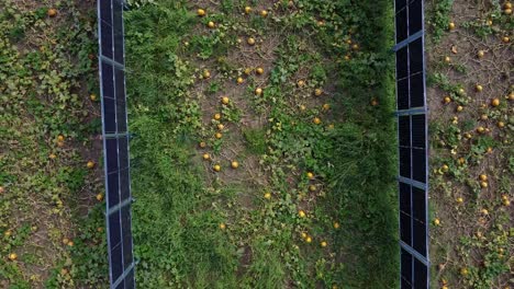 Ascending-aerial-view-of-photovoltaic-system-installed-among-crops