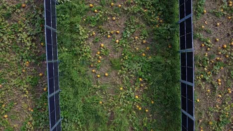 ascending aerial view of photovoltaic system installed among crops