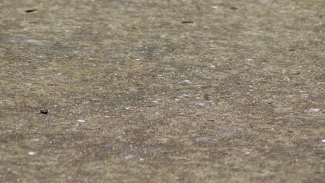 Rain-Falling-On-Stone-Pathway-Close-Up-Australia-Victoria-Gippsland-Maffra