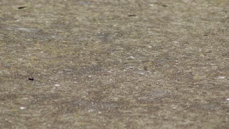 rain falling on stone pathway close up australia victoria gippsland maffra