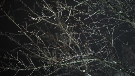 bare branches covered with snow in winter at nighttime