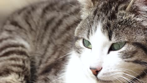 Close-Up-Of-Tabby-Cat-Lying-On-The-Floor-While-Looking-Away