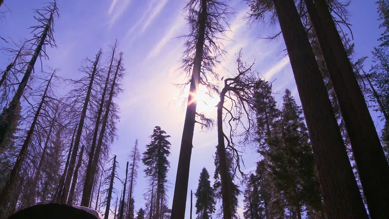 disparo en ángulo bajo mirando árboles gigantes de secoya quemados después de un incendio forestal en el parque nacional de yosemite