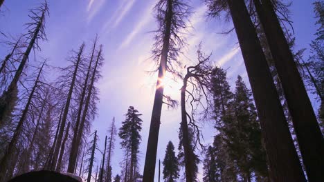 Low-angle-shot-looking-up-at-Giant-Sequoia-trees-burned-after-a-forest-fire-in-Yosemite-National-Park