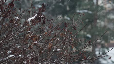 Nasser-Schnee-Fällt-Auf-Trockene-Baumblätter,-Schlechtes-Wetter-Im-Winter