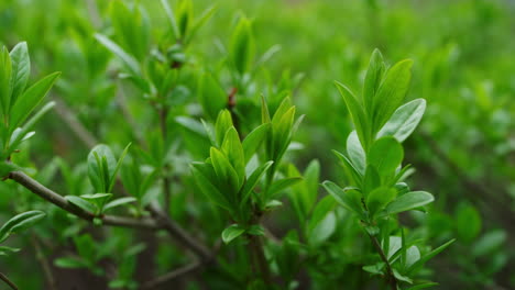 Branches-of-bush-swaying-of-wind-in-green-spring-forest.-Calm-atmosphere.