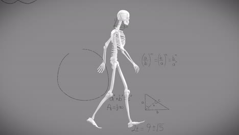 animación de ecuaciones matemáticas sobre el esqueleto