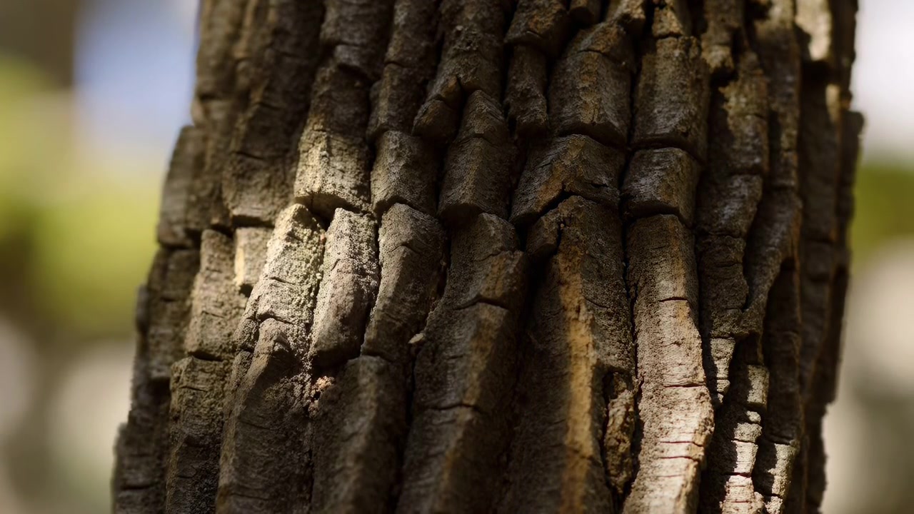 Primer plano detallado de un tronco de árbol con corteza agrietada y áspera que llena el encuadre, iluminado por la cálida luz natural del sol y enmarcado contra un fondo exterior suavemente desenfocado.