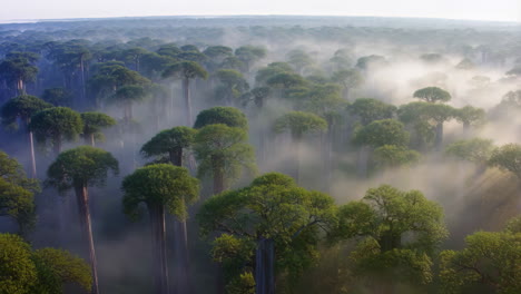 misty forest canopy at dawn