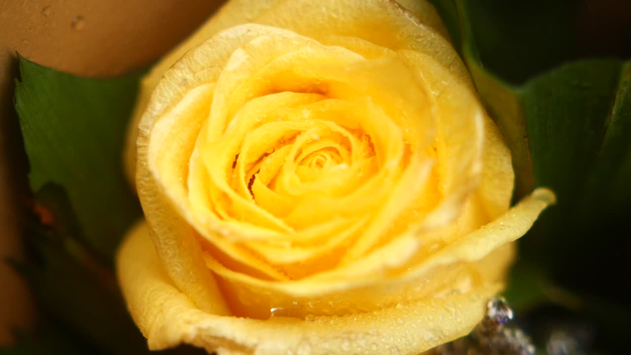 primer plano de una rosa amarilla con gotas de agua
